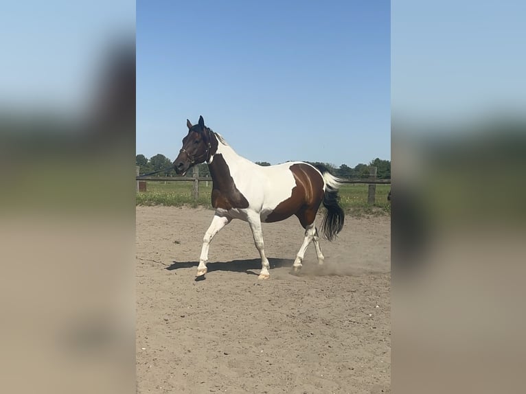 Andere Rassen Ruin 13 Jaar 156 cm Gevlekt-paard in Nuthe-Urstromtal