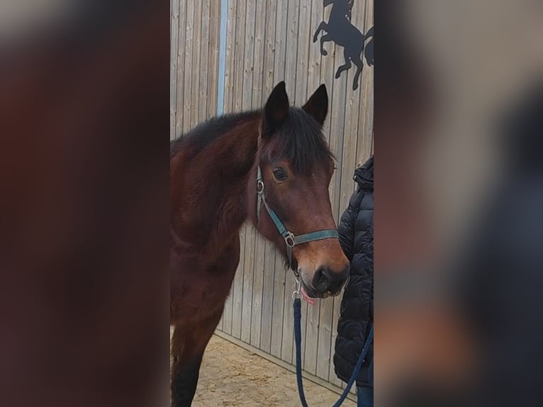 Andere Rassen Ruin 13 Jaar 158 cm Bruin in Lage