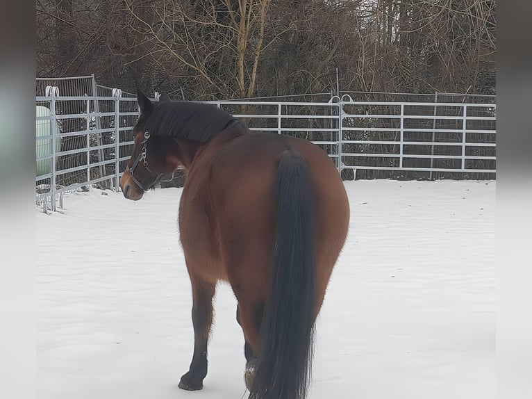 Andere Rassen Ruin 13 Jaar 158 cm Bruin in Lage