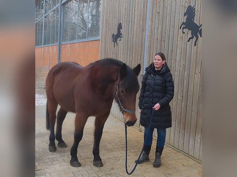 Andere Rassen Ruin 13 Jaar 158 cm Bruin in Lage