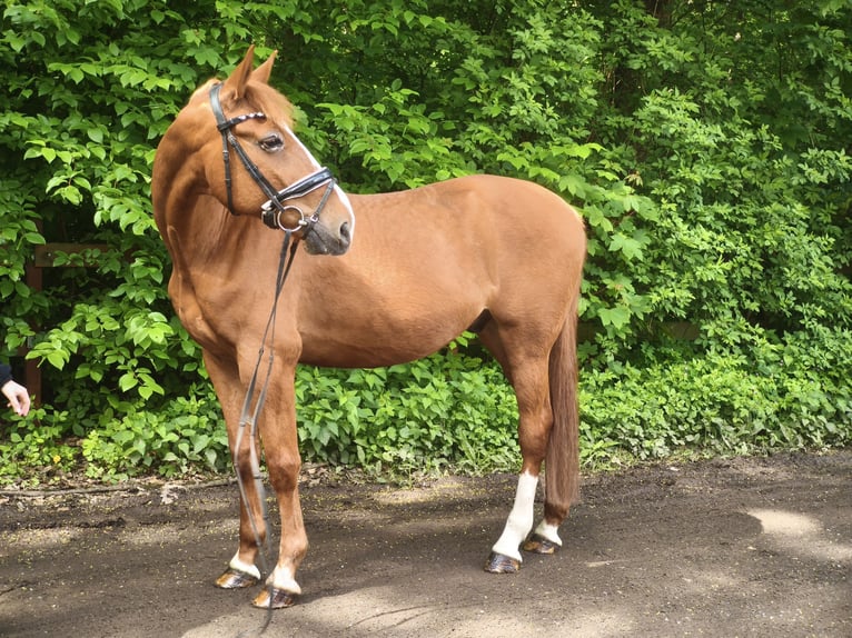 Andere Rassen Ruin 13 Jaar 168 cm Vos in Wendeburg