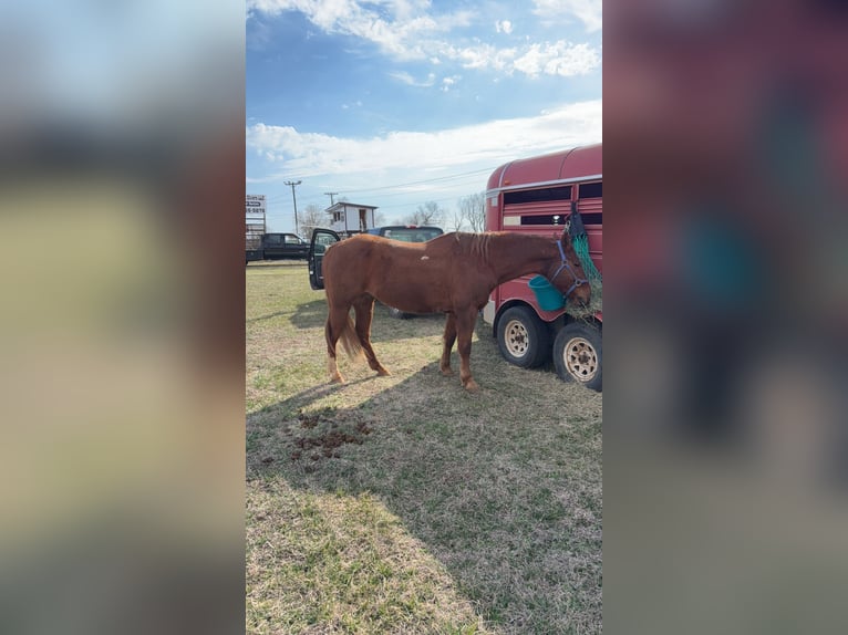 Andere Rassen Ruin 13 Jaar Roodvos in Huntsville, AR