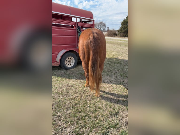 Andere Rassen Ruin 13 Jaar Roodvos in Huntsville, AR