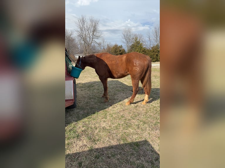 Andere Rassen Ruin 13 Jaar Roodvos in Huntsville, AR