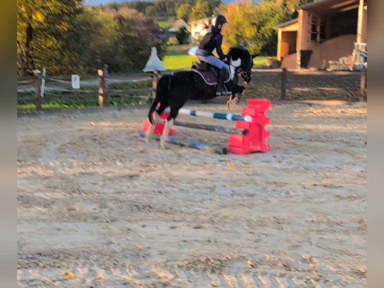Andere Rassen Ruin 14 Jaar 128 cm Gevlekt-paard in Amberg