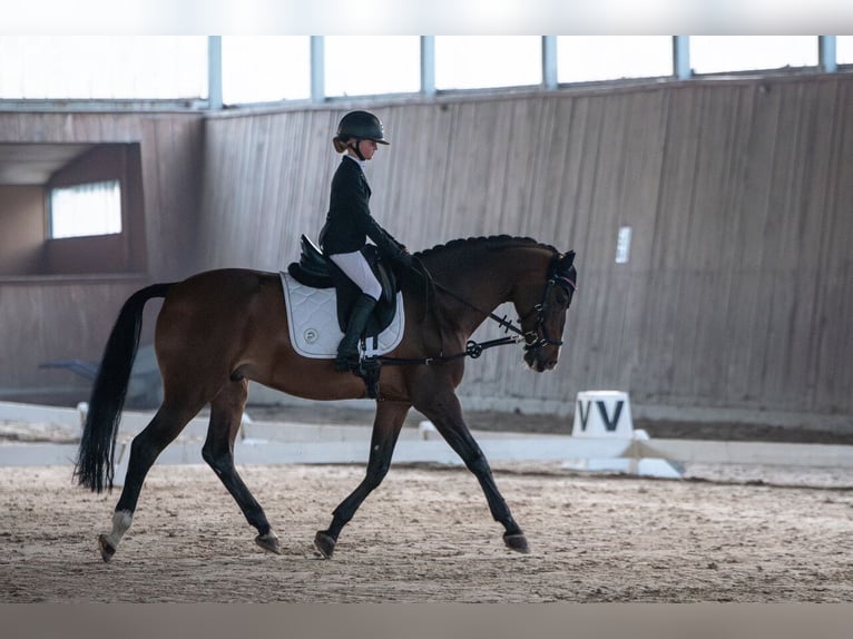 Andere Rassen Ruin 14 Jaar 166 cm Bruin in &#x141;azy