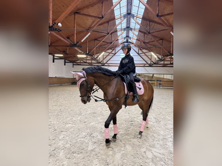 Andere Rassen Ruin 14 Jaar 166 cm Bruin in &#x141;azy