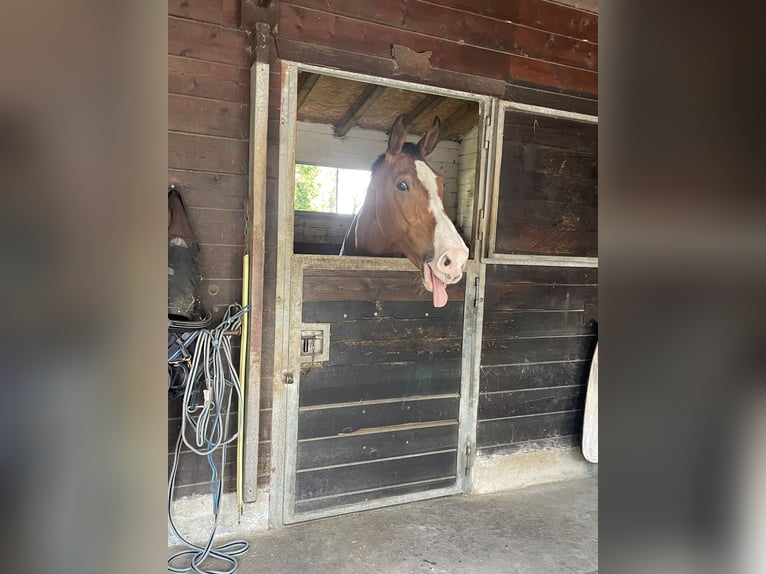 Andere Rassen Mix Ruin 14 Jaar 170 cm Bruin in Settala