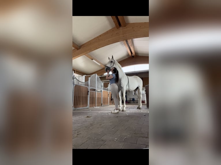 Andere Rassen Ruin 14 Jaar 177 cm Vliegenschimmel in Kandel