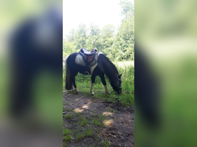 Andere Rassen Mix Ruin 15 Jaar 115 cm Gevlekt-paard in Luttelgeest