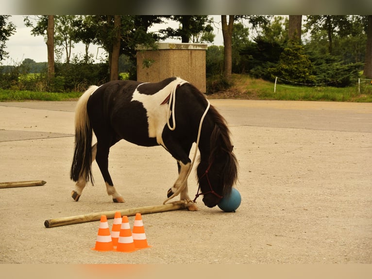 Andere Rassen Mix Ruin 15 Jaar 115 cm Gevlekt-paard in Luttelgeest