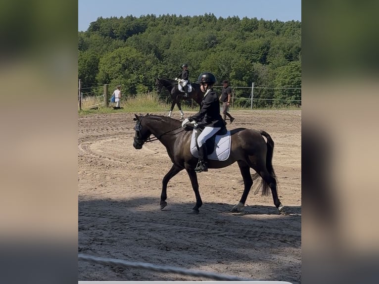 Andere Rassen Mix Ruin 15 Jaar 130 cm Buckskin in Köln
