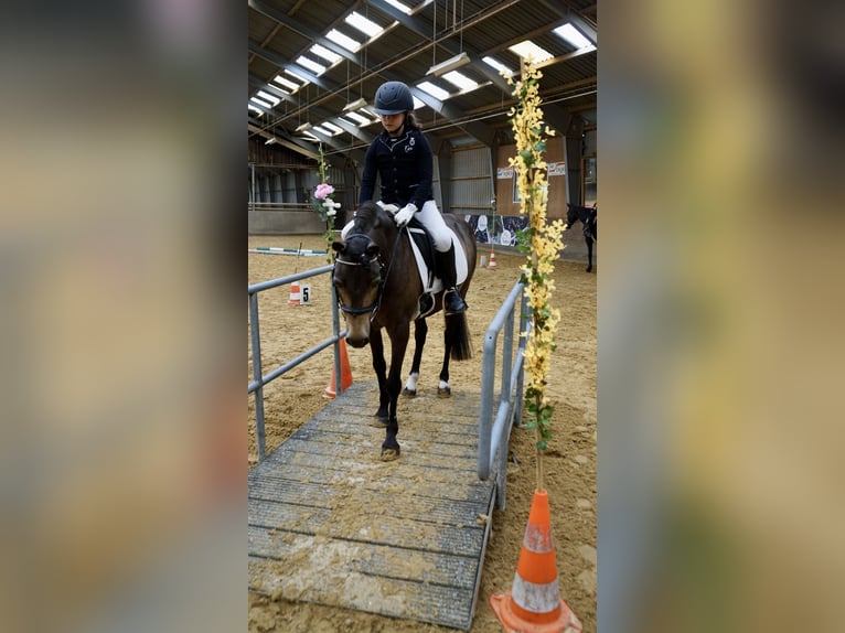 Andere Rassen Mix Ruin 15 Jaar 130 cm Buckskin in Köln
