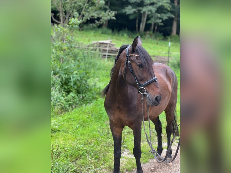 Andere Rassen Mix Ruin 15 Jaar 140 cm Bruin in Marktschellenberg