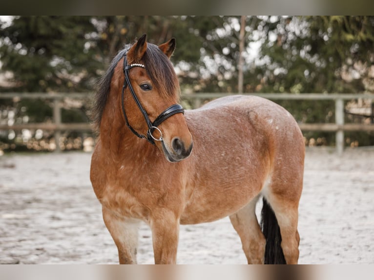 Andere Rassen Mix Ruin 15 Jaar 150 cm Roan-Bay in Solingen