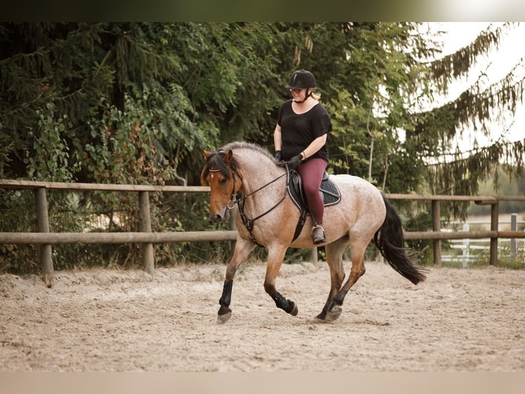 Andere Rassen Mix Ruin 15 Jaar 150 cm Roan-Bay in Solingen