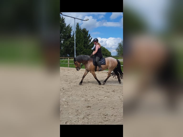 Andere Rassen Mix Ruin 15 Jaar 150 cm Roan-Bay in Solingen