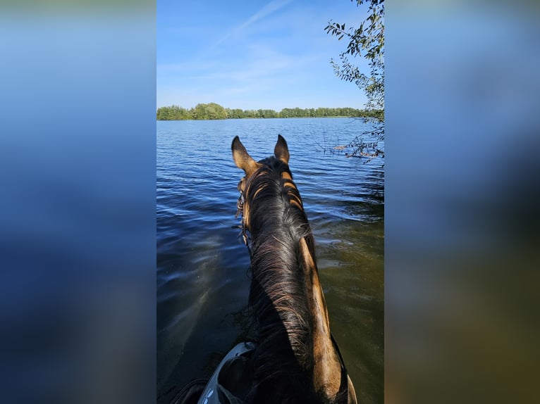 Andere Rassen Ruin 15 Jaar 154 cm Falbe in Peine