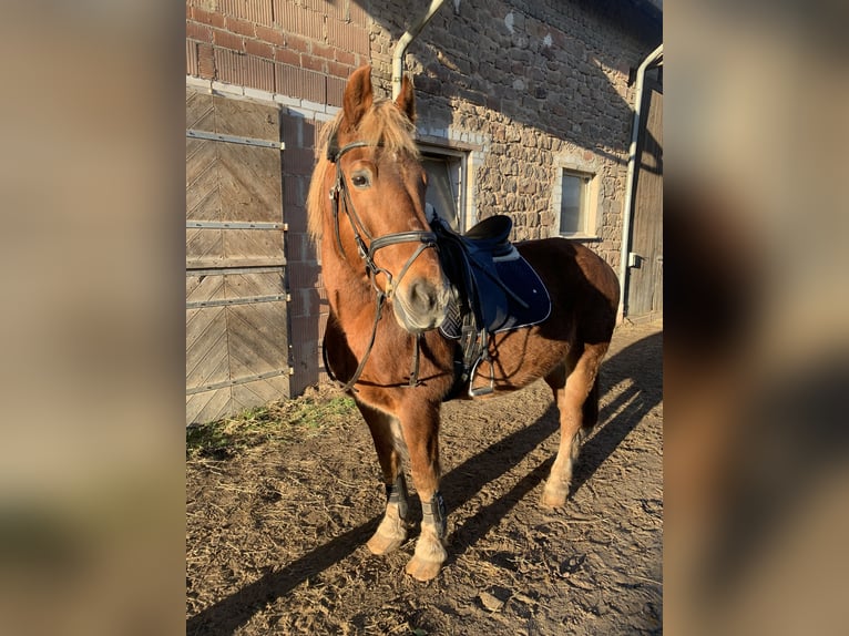 Andere Rassen Ruin 15 Jaar 154 cm Vos in Altleiningen