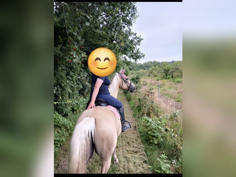 Andere Rassen Ruin 15 Jaar 174 cm Palomino in Bredebro