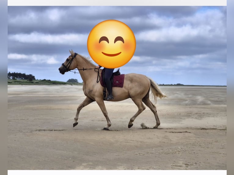 Andere Rassen Ruin 15 Jaar 174 cm Palomino in Bredebro
