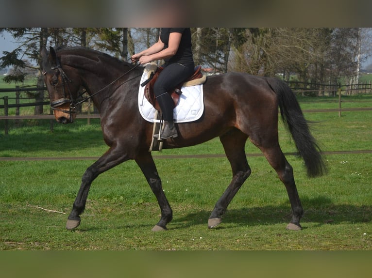 Andere Rassen Ruin 15 Jaar 175 cm Bruin in Breda