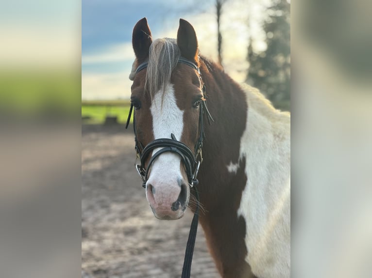 Andere Rassen Ruin 16 Jaar 135 cm Gevlekt-paard in Mettmann