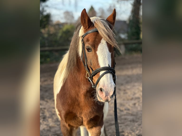 Andere Rassen Ruin 16 Jaar 135 cm Gevlekt-paard in Mettmann