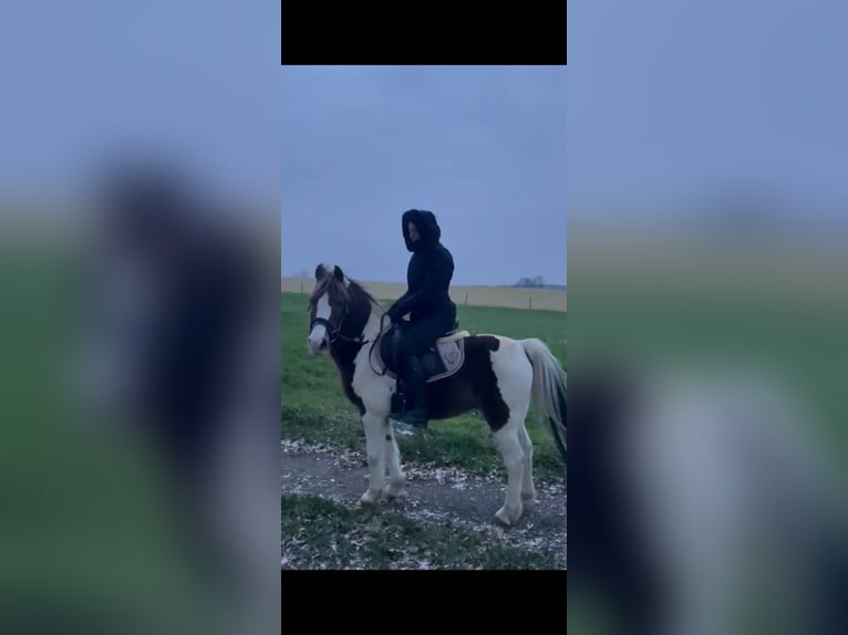 Andere Rassen Ruin 16 Jaar 135 cm Gevlekt-paard in Mettmann