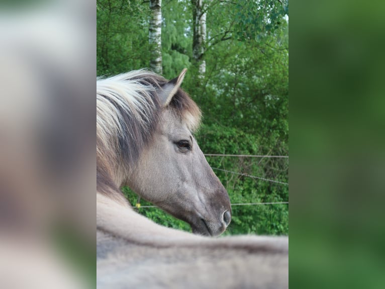Andere Rassen Mix Ruin 16 Jaar 145 cm  in Herbstein