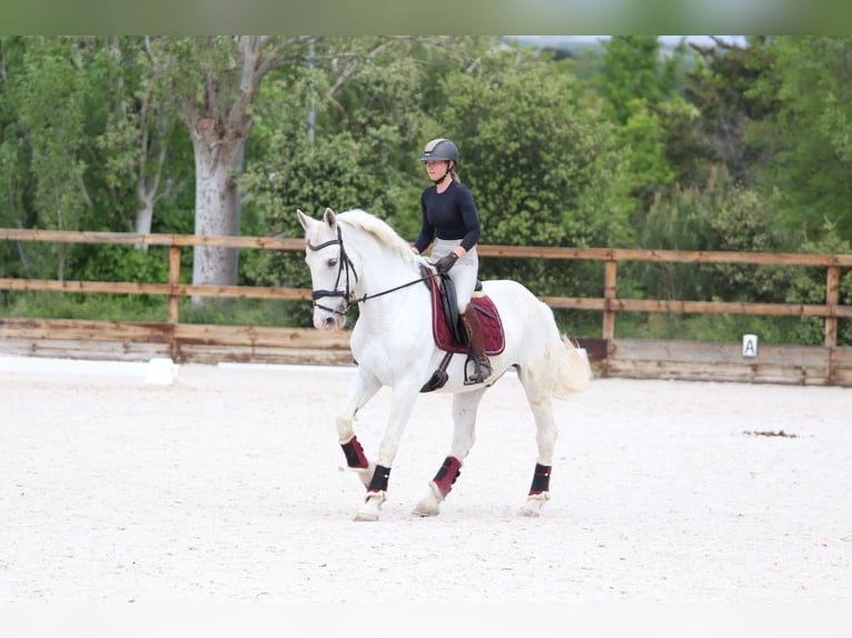 Andere Rassen Mix Ruin 16 Jaar 167 cm Schimmel in Pozuelo De Alarcon