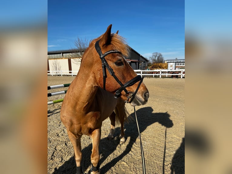 Andere Rassen Ruin 17 Jaar 135 cm Vos in Waldbrunn