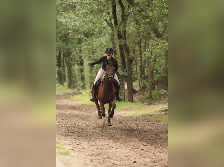 Andere Rassen Mix Ruin 17 Jaar 153 cm Bruin in Voorthuizen