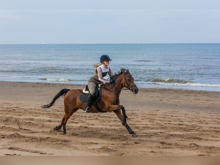 Andere Rassen Mix Ruin 17 Jaar 153 cm Bruin in Voorthuizen