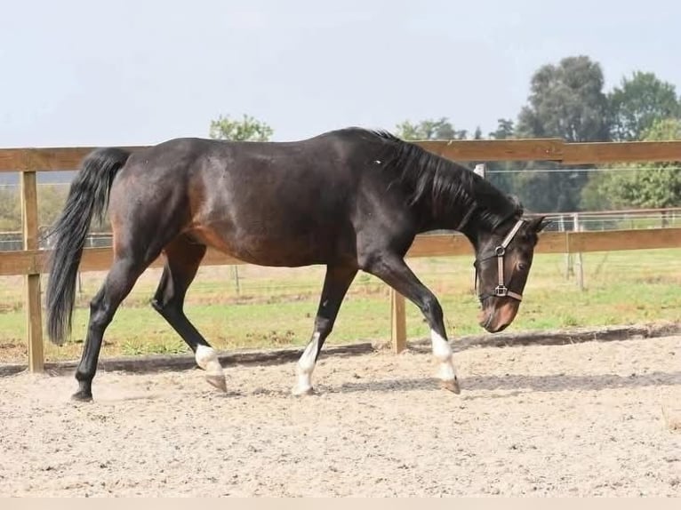 Andere Rassen Ruin 17 Jaar 156 cm Donkerbruin in Achtmaal