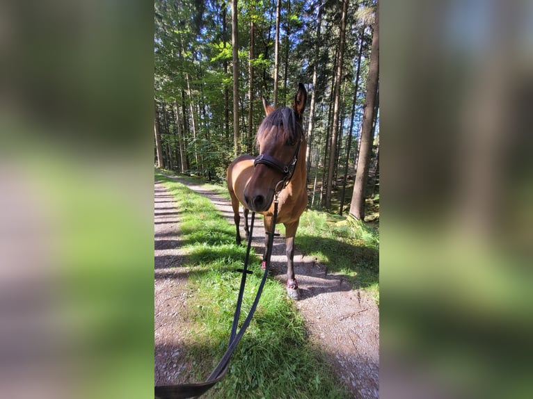 Andere Rassen Mix Ruin 17 Jaar 160 cm Bruin in Bühlerzell