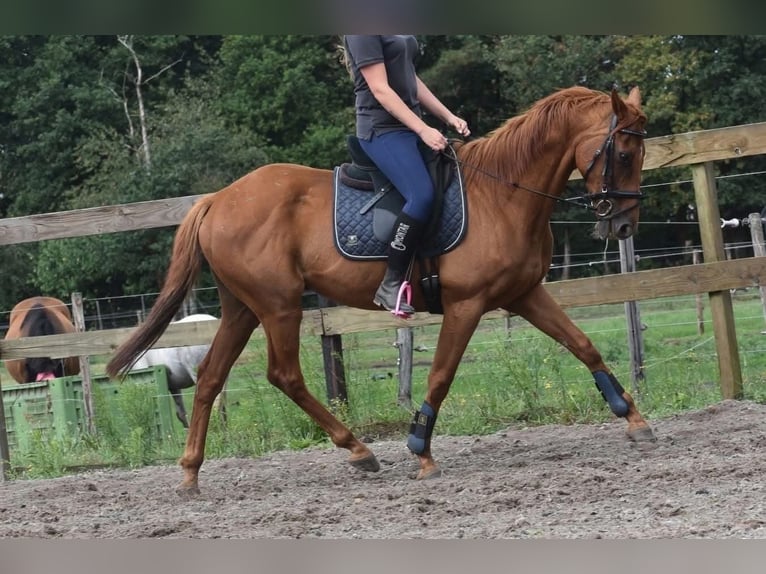 Andere Rassen Ruin 17 Jaar 160 cm Vos in Achtmaal