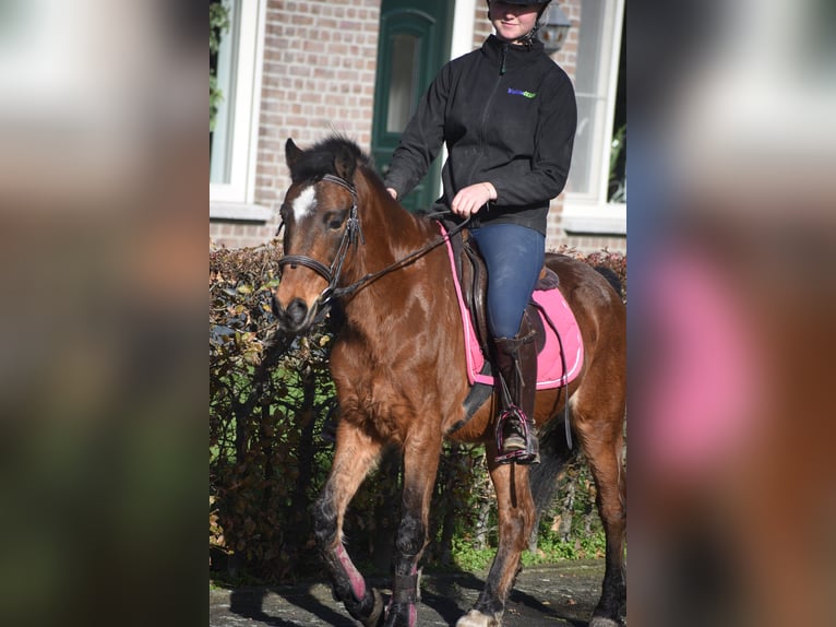 Andere Rassen Ruin 18 Jaar 134 cm Bruin in Achtmaal