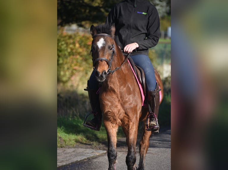 Andere Rassen Ruin 18 Jaar 134 cm Bruin in Achtmaal