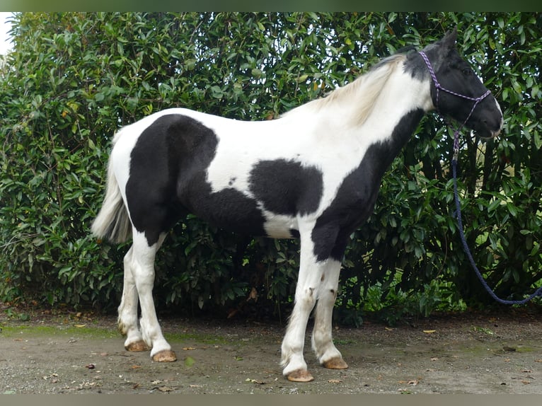 Andere Rassen Ruin 18 Jaar 154 cm Gevlekt-paard in Lathen