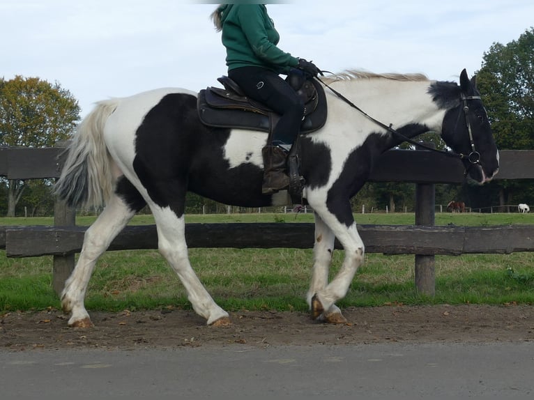 Andere Rassen Ruin 18 Jaar 154 cm Gevlekt-paard in Lathen