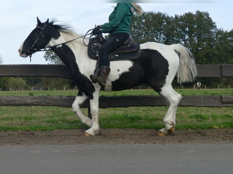 Andere Rassen Ruin 18 Jaar 154 cm Gevlekt-paard in Lathen