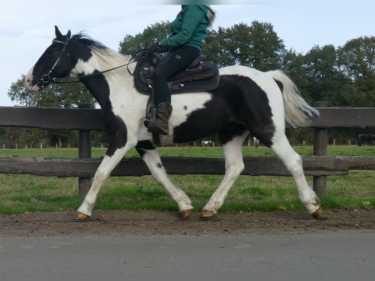 Andere Rassen Ruin 18 Jaar 154 cm Gevlekt-paard in Lathen