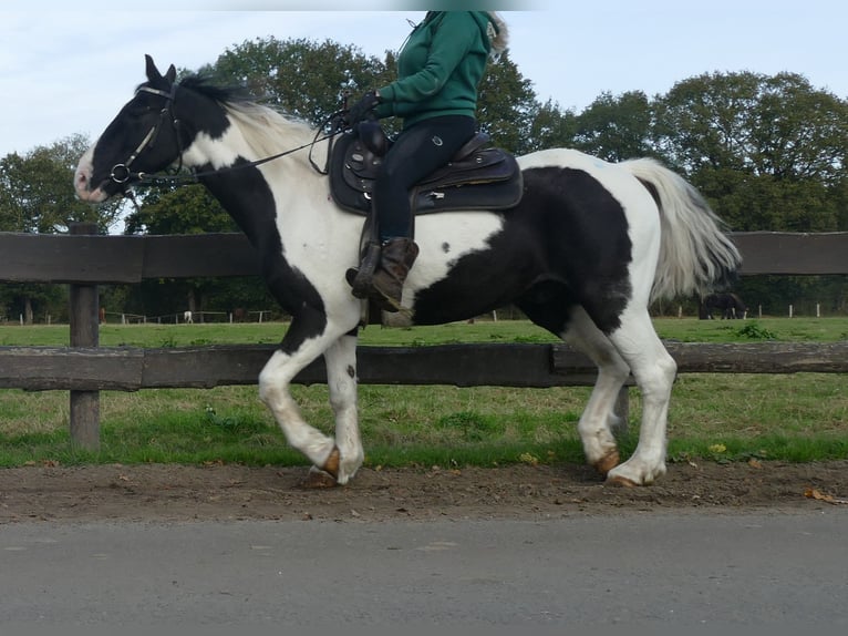 Andere Rassen Ruin 18 Jaar 154 cm Gevlekt-paard in Lathen