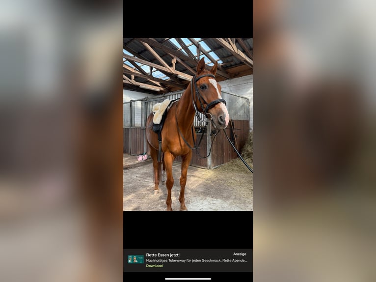 Andere Rassen Mix Ruin 18 Jaar 160 cm Vos in D&#xF6;rpen