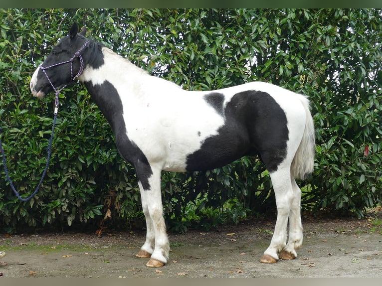 Andere Rassen Ruin 19 Jaar 154 cm Gevlekt-paard in Lathen