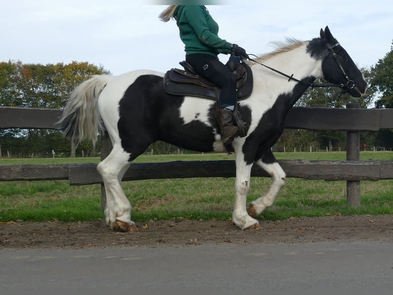 Andere Rassen Ruin 19 Jaar 154 cm Gevlekt-paard in Lathen