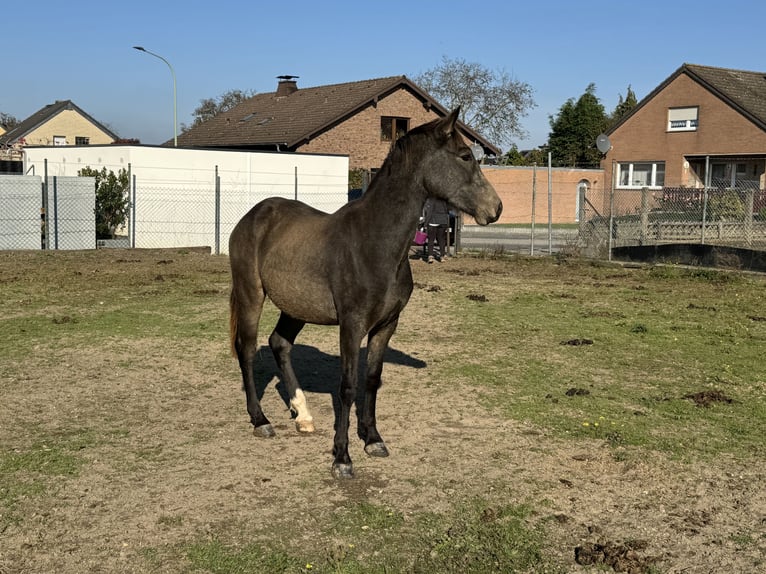 Andere Rassen Ruin 1 Jaar 160 cm Buckskin in Niederzier