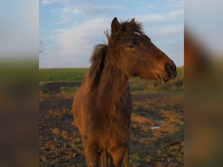 Andere Rassen Mix Ruin 1 Jaar Zwartbruin in La Roche-sur-Yon