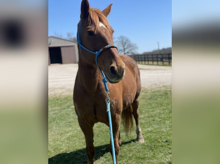 Andere Rassen Ruin 20 Jaar 152 cm Donkere-vos in Elizabethtown